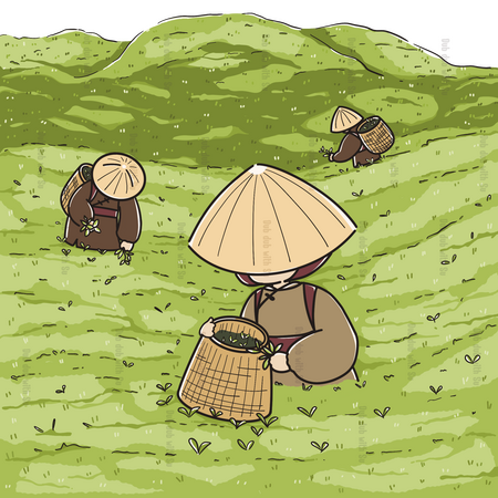 Nathatai T.Ge ภาพประกอบ Packaging ใบชา จ. เชียงราย